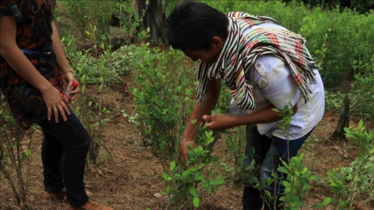 Colombia es el primer país productor de cocaína en el mundo