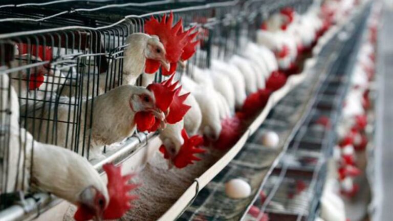 Empresarios avícolas necesitan al menos 150 millones de dólares mensuales para elevar la producción nacional